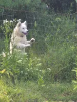 Puppy 1, a male English Springer Spaniel and Samoyed for sale in Lambertville, NJ – Photo 2 of 10