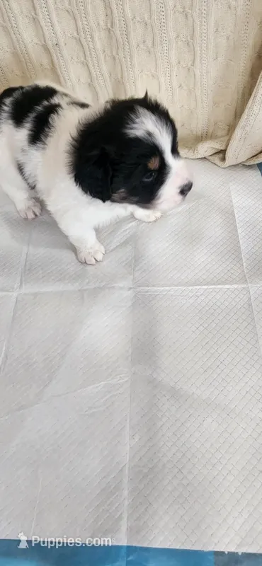 Puppy 1 – English Springer Spaniel, Samoyed puppy for sale in Lambertville, NJ