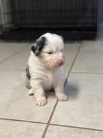 Four Roses , a female Australian Shepherd for sale in Camp Verde, AZ – Photo 2 of 9