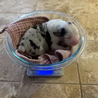 Four Roses , a female Australian Shepherd for sale in Camp Verde, AZ – Photo 7 of 9