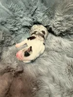 Four Roses , a female Australian Shepherd for sale in Camp Verde, AZ – Photo 9 of 9