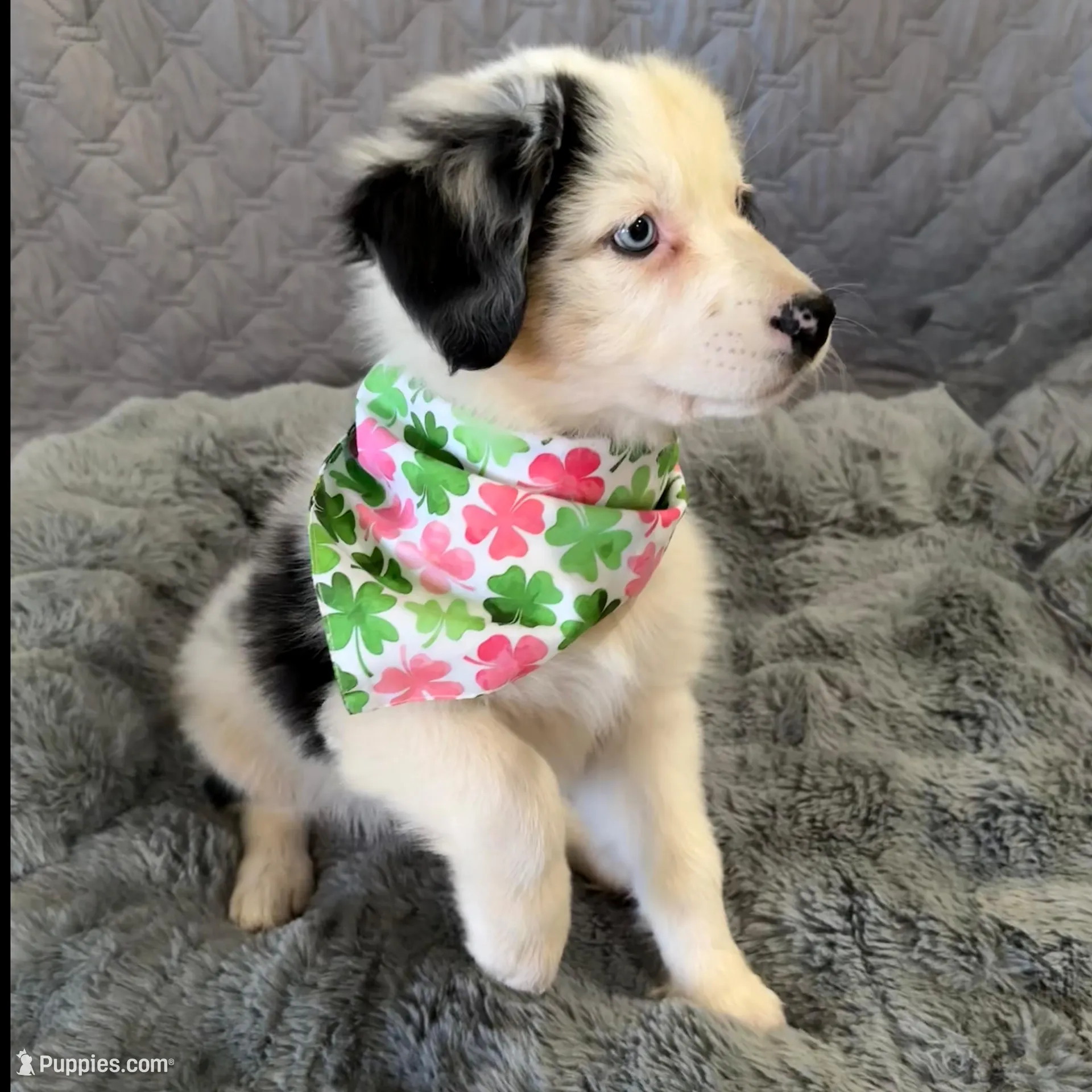 Four Roses  – Australian Shepherd puppy for sale in Camp Verde, AZ