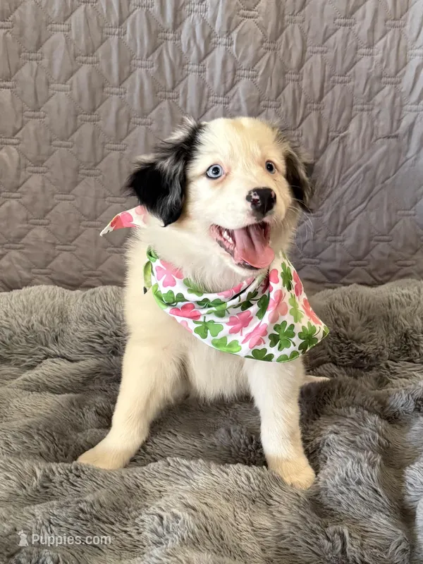 Four Roses  – Australian Shepherd puppy for sale in Camp Verde, AZ