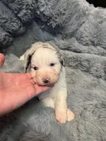 Four Roses , a female Australian Shepherd for sale in Camp Verde, AZ – Photo 3 of 9