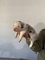 Four Roses , a female Australian Shepherd for sale in Camp Verde, AZ – Photo 8 of 9