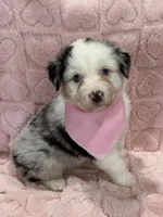 Four Roses , a female Australian Shepherd for sale in Camp Verde, AZ – Photo 1 of 9