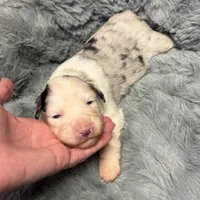 Four Roses , a female Australian Shepherd for sale in Camp Verde, AZ – Photo 5 of 9