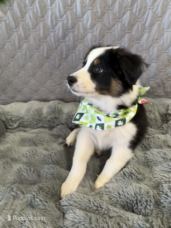 Jim Bean  – Australian Shepherd puppy for sale in Camp Verde, AZ