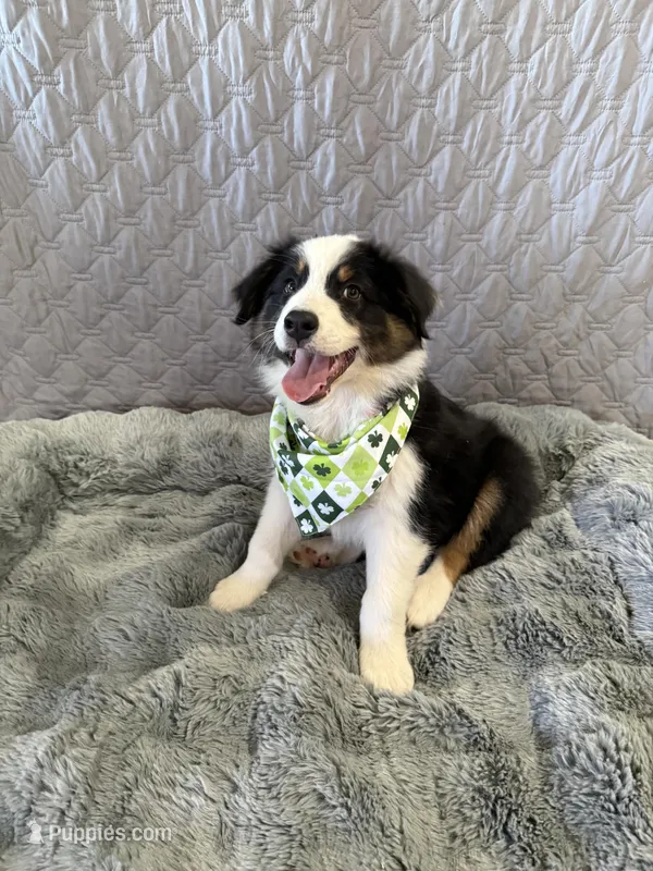Jim Bean  – Australian Shepherd puppy for sale in Camp Verde, AZ