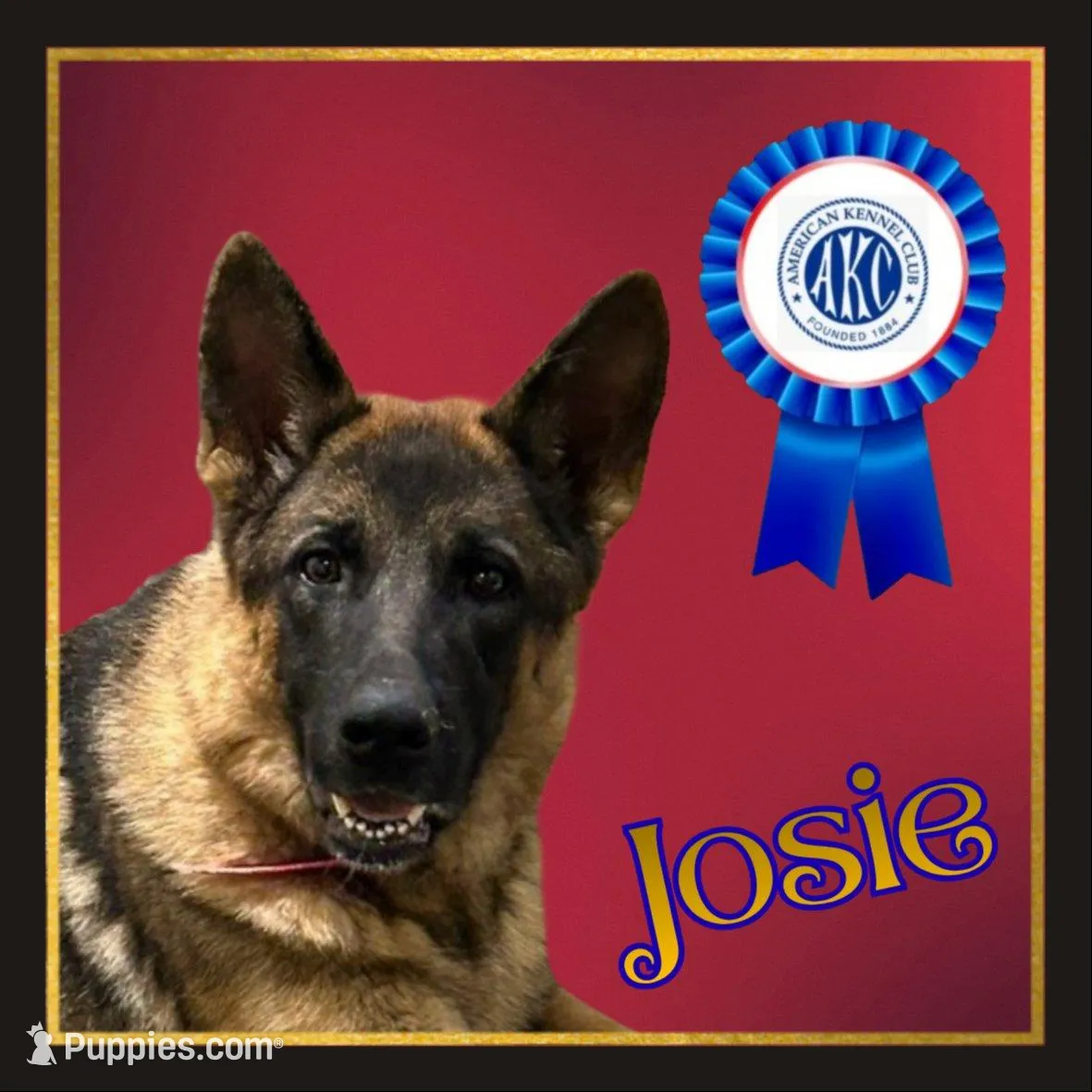 Finn, a male German Shepherd Dog for sale in Bridgewater, VA – Photo 2 of 3