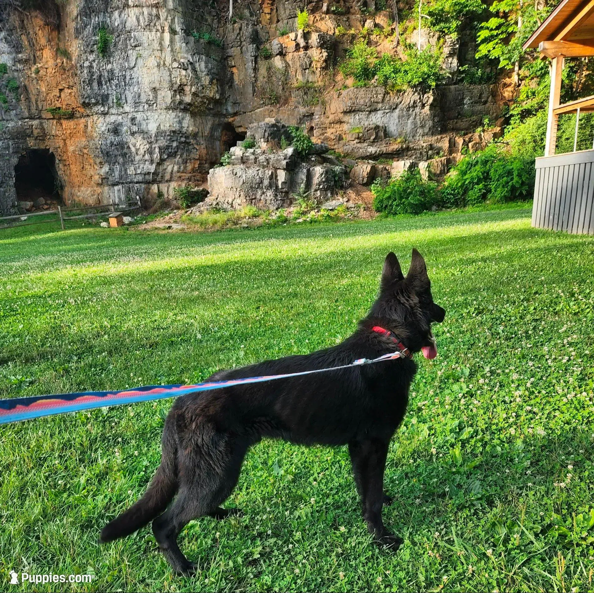 Finn, a male German Shepherd Dog for sale in Bridgewater, VA – Photo 3 of 3