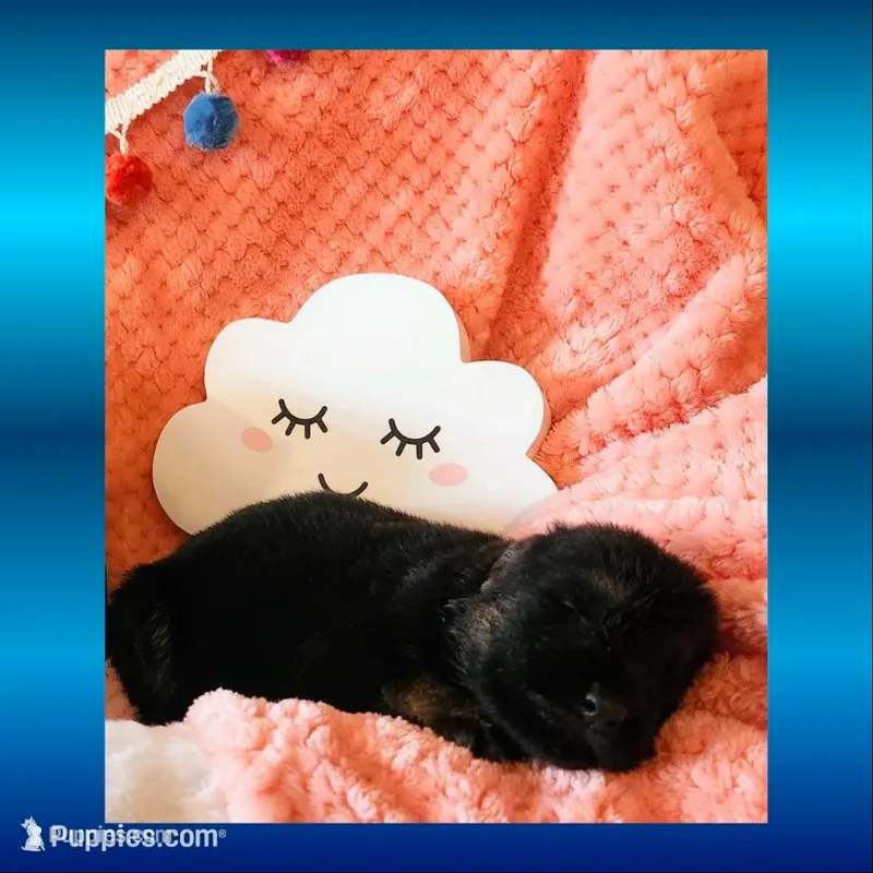 Finn – German Shepherd Dog puppy for sale in Bridgewater, VA