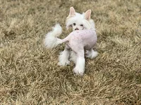 Ebony, a female Chinese Crested for sale in Syracuse, UT – 5 of 7