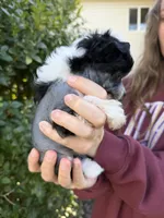 Ebony, a female Chinese Crested for sale in Syracuse, UT – 2 of 7
