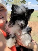 Ebony, a female Chinese Crested for sale in Syracuse, UT – 6 of 7