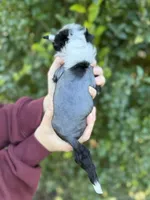 Ebony, a female Chinese Crested for sale in Syracuse, UT – 3 of 7