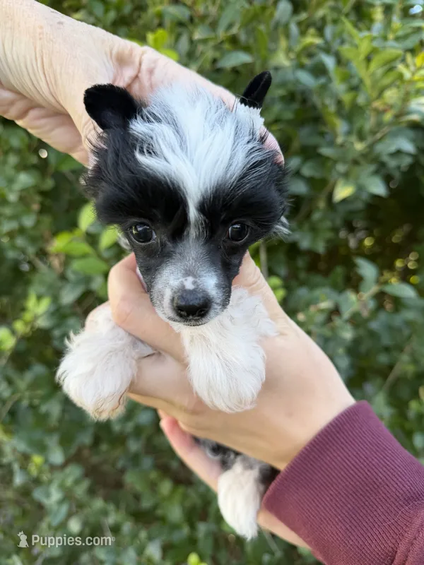 Ebony – Chinese Crested puppy for sale in Syracuse, UT