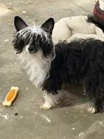 Ebony, a female Chinese Crested for sale in Syracuse, UT – 7 of 7