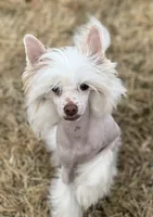 Ebony, a female Chinese Crested for sale in Syracuse, UT – 4 of 7