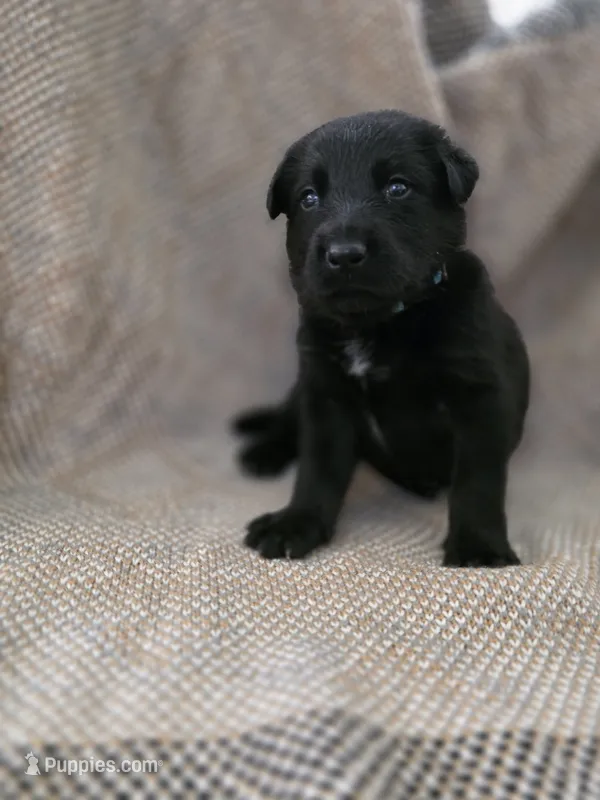 Blue heeler/ German shepherd  – Australian Cattle Dog, German Shepherd Dog puppy for sale in Houston, TX