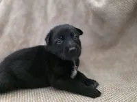 Blue heeler/ German shepherd , a female Australian Cattle Dog and German Shepherd Dog for sale in Houston, TX – 4 of 5