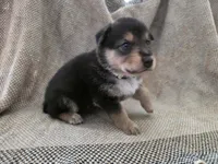 Blue heeler/ German shepherd , a female Australian Cattle Dog and German Shepherd Dog for sale in Houston, TX – 5 of 5