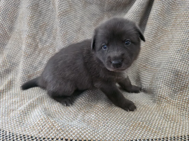 Blue heeler/ German shepherd  – Australian Cattle Dog, German Shepherd Dog puppy for sale in Houston, TX