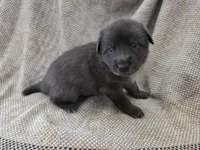 Blue heeler/ German shepherd , a female Australian Cattle Dog and German Shepherd Dog for sale in Houston, TX – 1 of 5