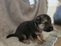 Blue heeler/ German shepherd , a male Australian Cattle Dog and German Shepherd Dog for sale in Houston, TX – 3 of 3