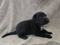Blue heeler/ German shepherd , a female Australian Cattle Dog and German Shepherd Dog for sale in Houston, TX – 2 of 5