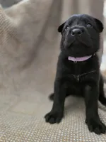 Blue heeler/ German shepherd , a female Australian Cattle Dog and German Shepherd Dog for sale in Houston, TX – 3 of 5