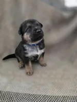 Blue heeler/ German shepherd , a male Australian Cattle Dog and German Shepherd Dog for sale in Houston, TX – 2 of 3