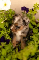 Cedar, a male Toy Australian Shepherd for sale in Carlsbad, NM – 2 of 6