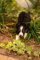 Daisy, a female Toy Australian Shepherd for sale in Carlsbad, NM – 4 of 4