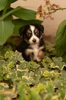 Violet , a female Toy Australian Shepherd for sale in Carlsbad, NM – 5 of 6