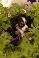 Violet , a female Toy Australian Shepherd for sale in Carlsbad, NM – 4 of 6