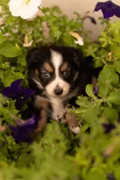 Violet , a female Toy Australian Shepherd for sale in Carlsbad, NM – 3 of 6