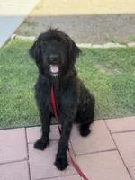 Shilah, a female Giant Schnauzer for sale in Carlsbad, NM – 1 of 5