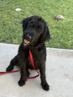 Shilah, a female Giant Schnauzer for sale in Carlsbad, NM – 4 of 5