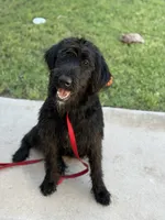 Shilah, a female Giant Schnauzer for sale in Carlsbad, NM – 3 of 5