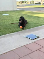 Shilah, a female Giant Schnauzer for sale in Carlsbad, NM – 5 of 5