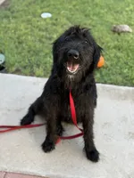 Shilah, a female Giant Schnauzer for sale in Carlsbad, NM – 2 of 5