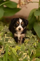 Violet , a female Toy Australian Shepherd for sale in Carlsbad, NM – 6 of 6