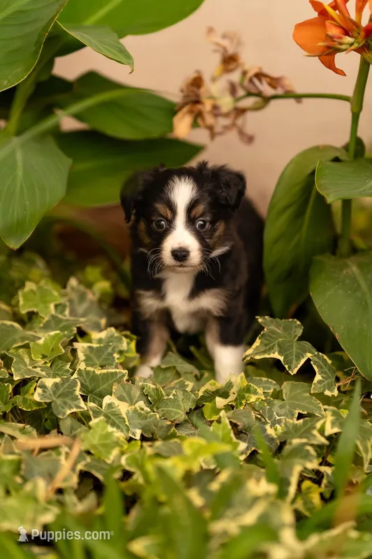 Daisy – Toy Australian Shepherd puppy for sale in Carlsbad, NM