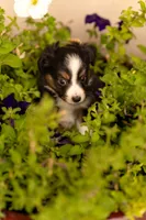 Daisy, a female Toy Australian Shepherd for sale in Carlsbad, NM – 3 of 4