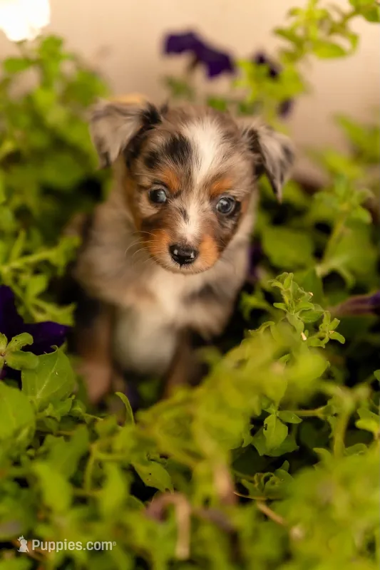 Cedar – Toy Australian Shepherd puppy for sale in Carlsbad, NM