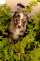 Cedar, a male Toy Australian Shepherd for sale in Carlsbad, NM – 1 of 6
