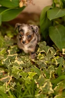 Cedar, a male Toy Australian Shepherd for sale in Carlsbad, NM – 6 of 6
