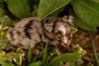 Cedar, a male Toy Australian Shepherd for sale in Carlsbad, NM – 4 of 6