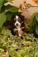 Violet , a female Toy Australian Shepherd for sale in Carlsbad, NM – 2 of 6